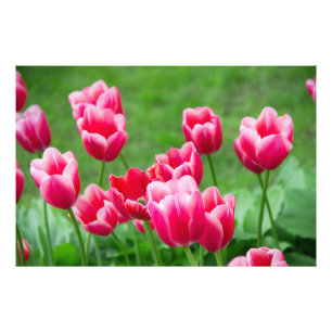 Foto Tulipanes escarlatas lindos en el jardín