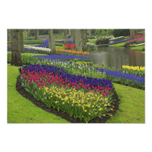 Foto Tulipanes, jacinto de uva y daffodilo,