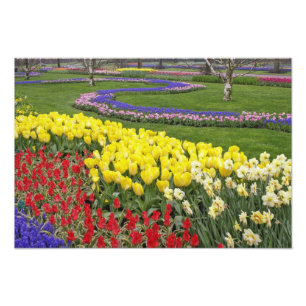 Foto Tulipanes, jacintos de uva y narcisos,