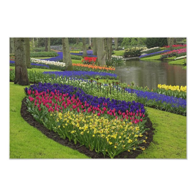 Foto Tulipanes, jacintos de uva y narcisos, (Frente)