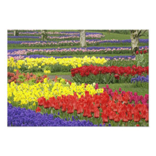 Foto Tulipanes, jacintos de uva y narcisos, 2