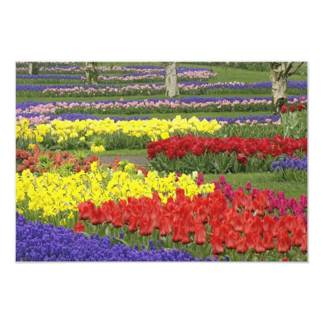 Foto Tulipanes, jacintos de uva y narcisos, 2 (Frente)