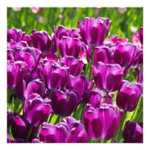 Tulipanes lila brillantes en un día soleado  