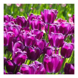 Foto Tulipanes lila brillantes en un día soleado  