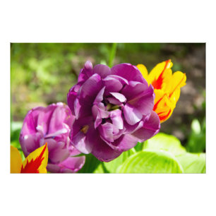 Foto Tulipanes lila en un día soleado