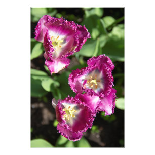 Foto Tulipanes morados en el jardín