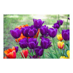 Foto Tulipanes morados oscuros