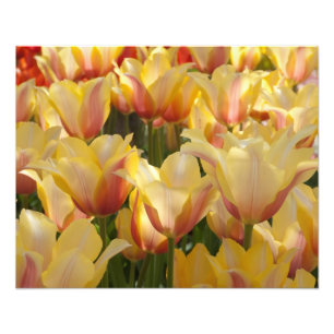 Foto Tulipanes multicolores amarillos 20" x 16"