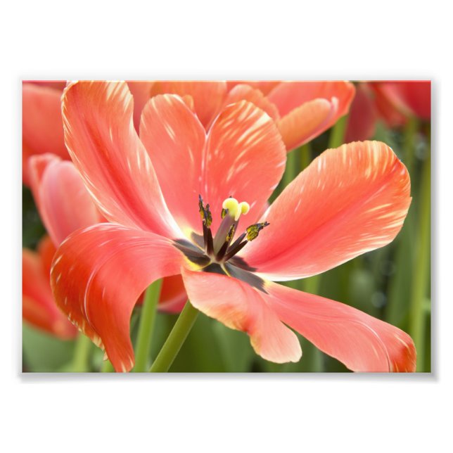 Foto tulipanes naranjas en floración (Frente)