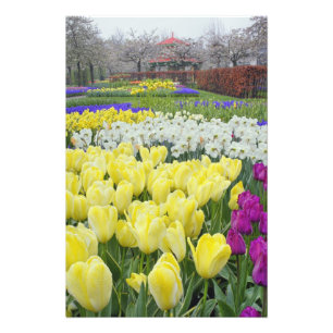Foto Tulipanes, narcisos y flores de jacinto de uva,