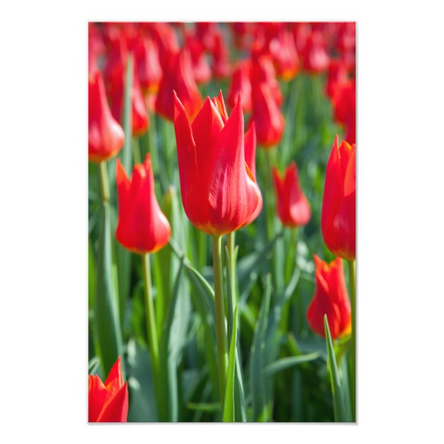 Foto Tulipanes rojos (Frente)