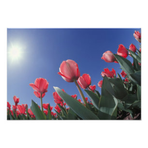 Foto Tulipanes rojos desde un ángulo muy bajo, Cincinna
