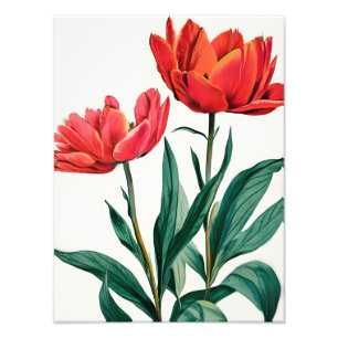 Foto Tulipanes rojos en blanco
