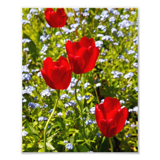 Foto Tulipanes rojos en campo (Frente)