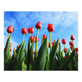 Foto Tulipanes rojos en el sol