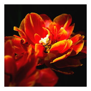Foto Tulipanes rojos fondo oscuro