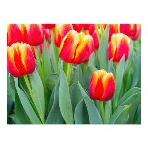 Foto Tulipanes rojos y amarillos vibrantes en jardín de