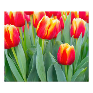 Foto Tulipanes rojos y amarillos vibrantes en jardín de