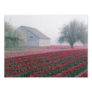 Foto Tulipanes rojos y rosados saludan el día en una ni