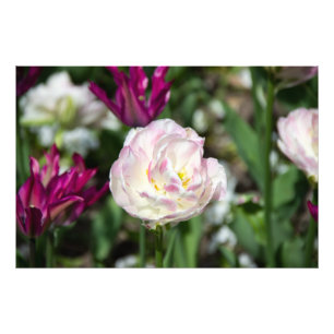 Foto Tulipanes rosa brillante en un día soleado