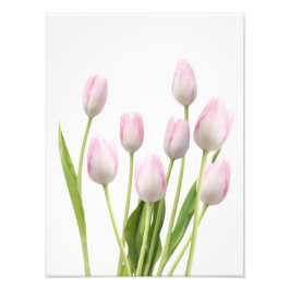 Foto Tulipanes rosados