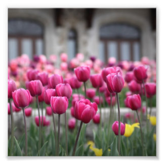 Foto Tulipanes rosados - Montreal (impresión)