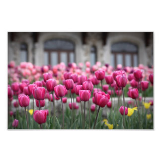Foto Tulipanes rosados - Montreal (impresión)