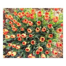 Tulipanes vistos desde arriba