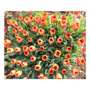 Foto Tulipanes vistos desde arriba