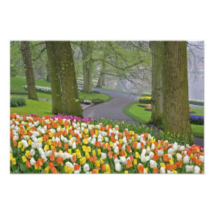 Foto Tulipanes y carretera, Jardines Keukenhof, Lisse,