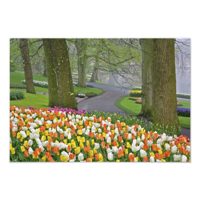 Foto Tulipanes y carreteras, Keukenhof Gardens, Lisse, (Frente)