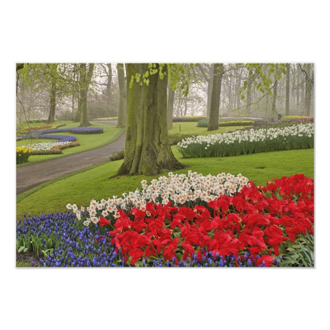 Foto Tulipanes y daffodils, Jardines Keukenhof, (Frente)