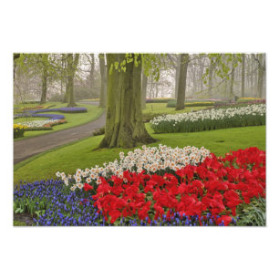 Foto Tulipanes y narcisos, Jardines Keukenhof,