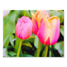 FOTO TULIPS DE PRIMAVERA