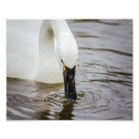 Tundra Swan Swimming Closeup