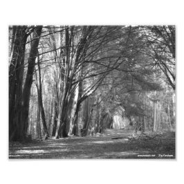 Foto Túnel de árbol