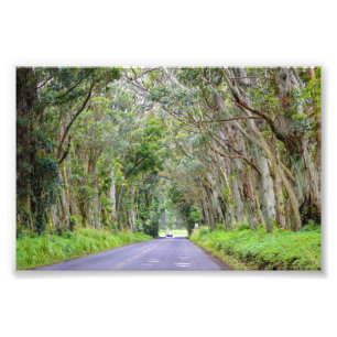 Foto Túnel de árboles de eucalipto, Kauai, Hawái