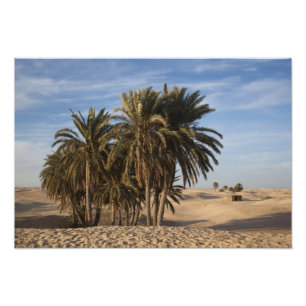 Foto Túnez, desierto del Sahara, Douz, Gran Duna, palma