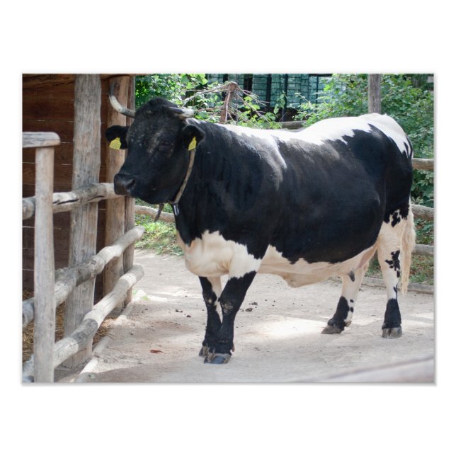 Foto Tuxer Cattle (Frente)