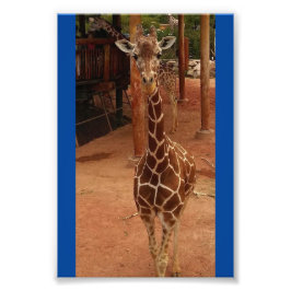 Foto Twiggy 4X6 Imprimir #2