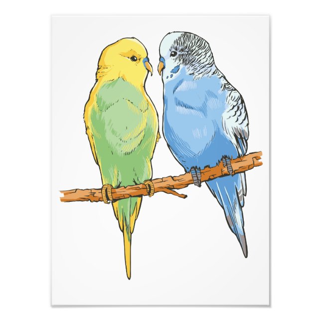 Foto Two cute blue and green Budgies (Frente)
