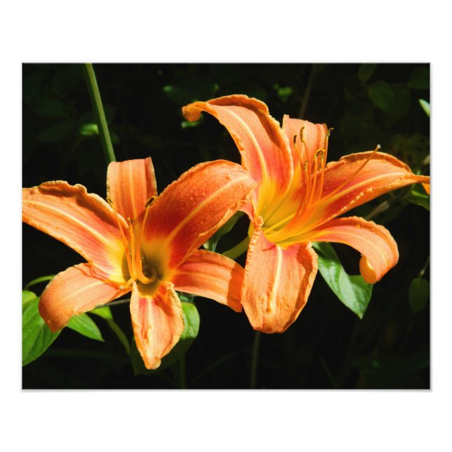 Foto Two Flowers (Frente)