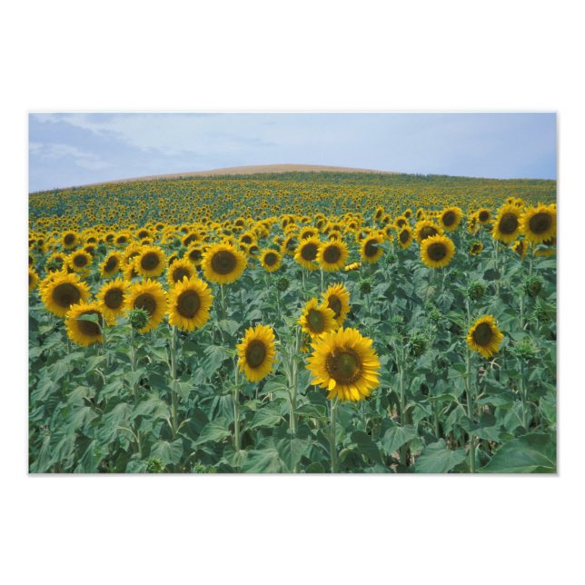 Foto UE, Francia, Provenza, campo de girasol (Frente)