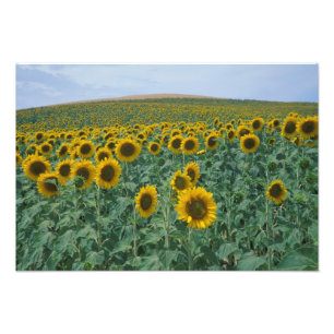 Foto UE, Francia, Provenza, Campo de girasoles