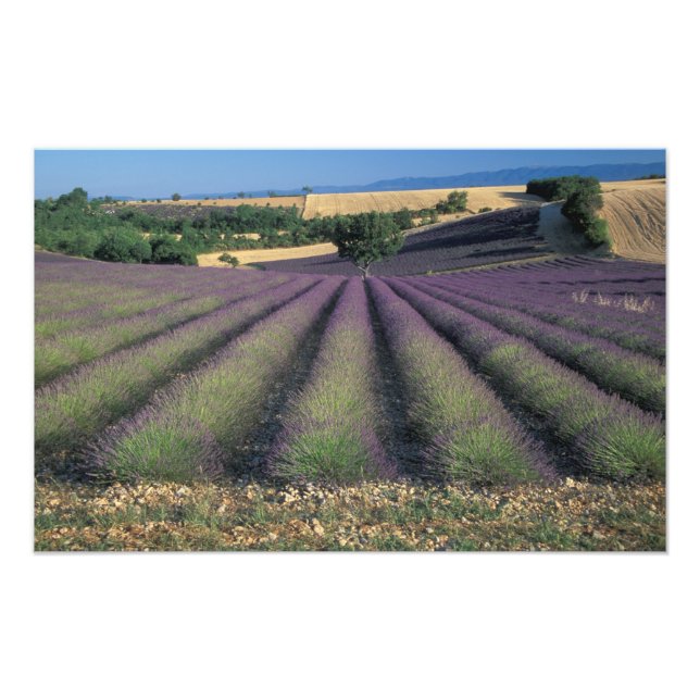 Foto UE, Francia, Provenza, Campos de lavanda (Frente)