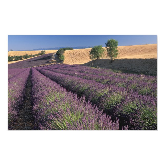 Foto UE, Francia, Provenza, Campos de lavanda 2 (Frente)