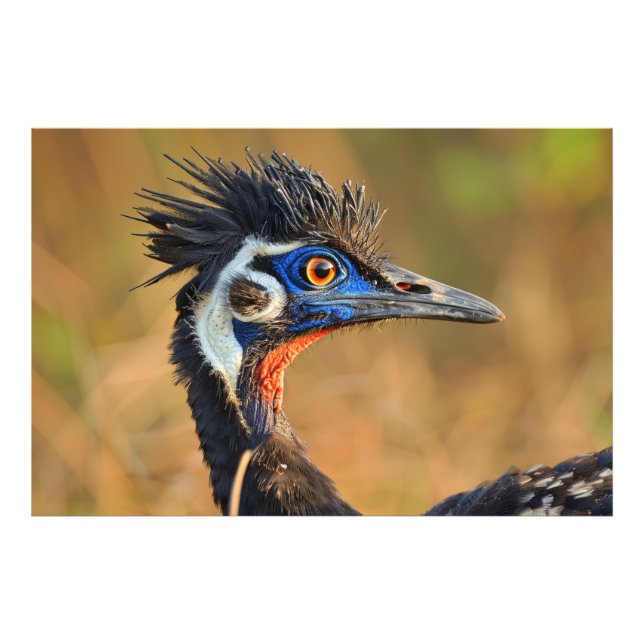 Foto Última luz de las praderas - Bengala floricana (Frente)