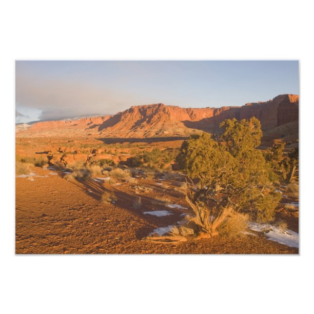 Foto Un árbol de enebro de Utah Juniperus osteosperma)  (Frente)
