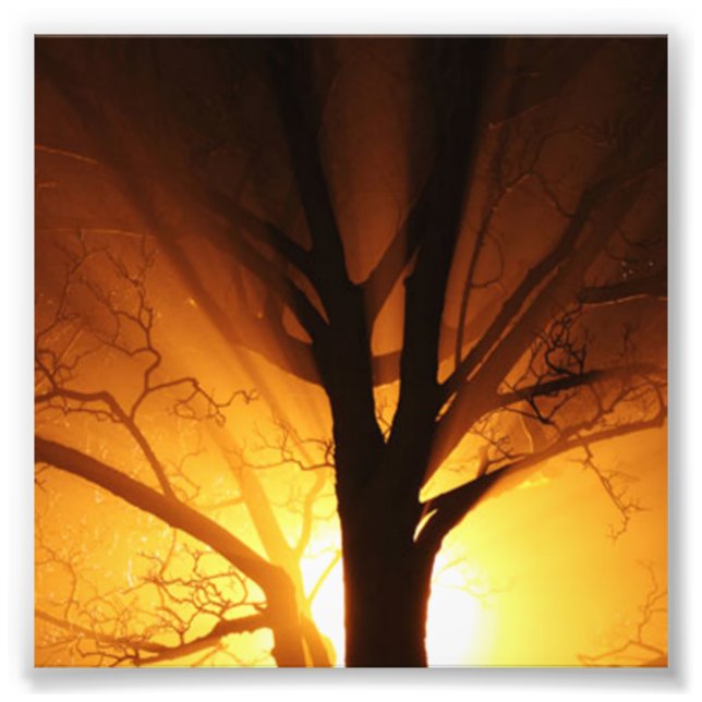 Foto Un árbol desnudo al atardecer (Frente)