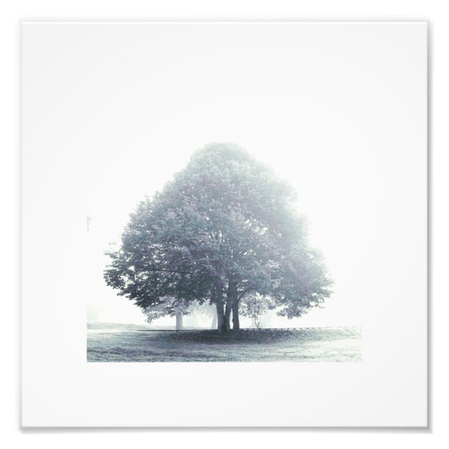 Foto Un árbol en el Poster de niebla (Frente)